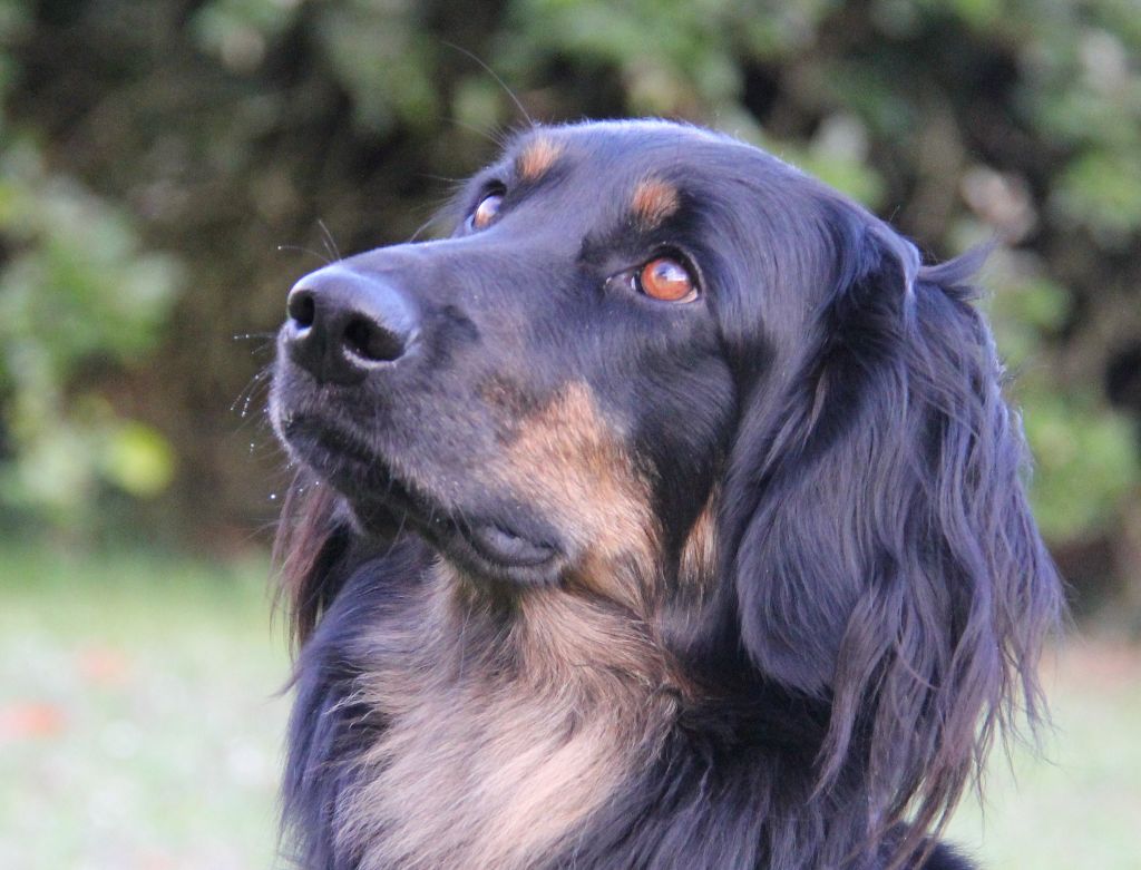 CH. Phèdre Des leus altiers