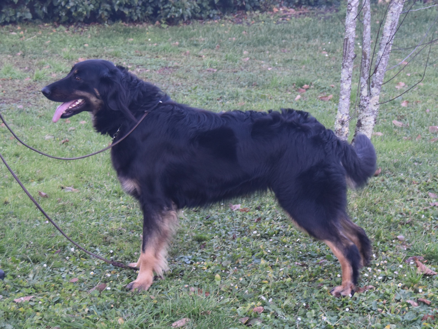 CH. Tokata Des leus altiers