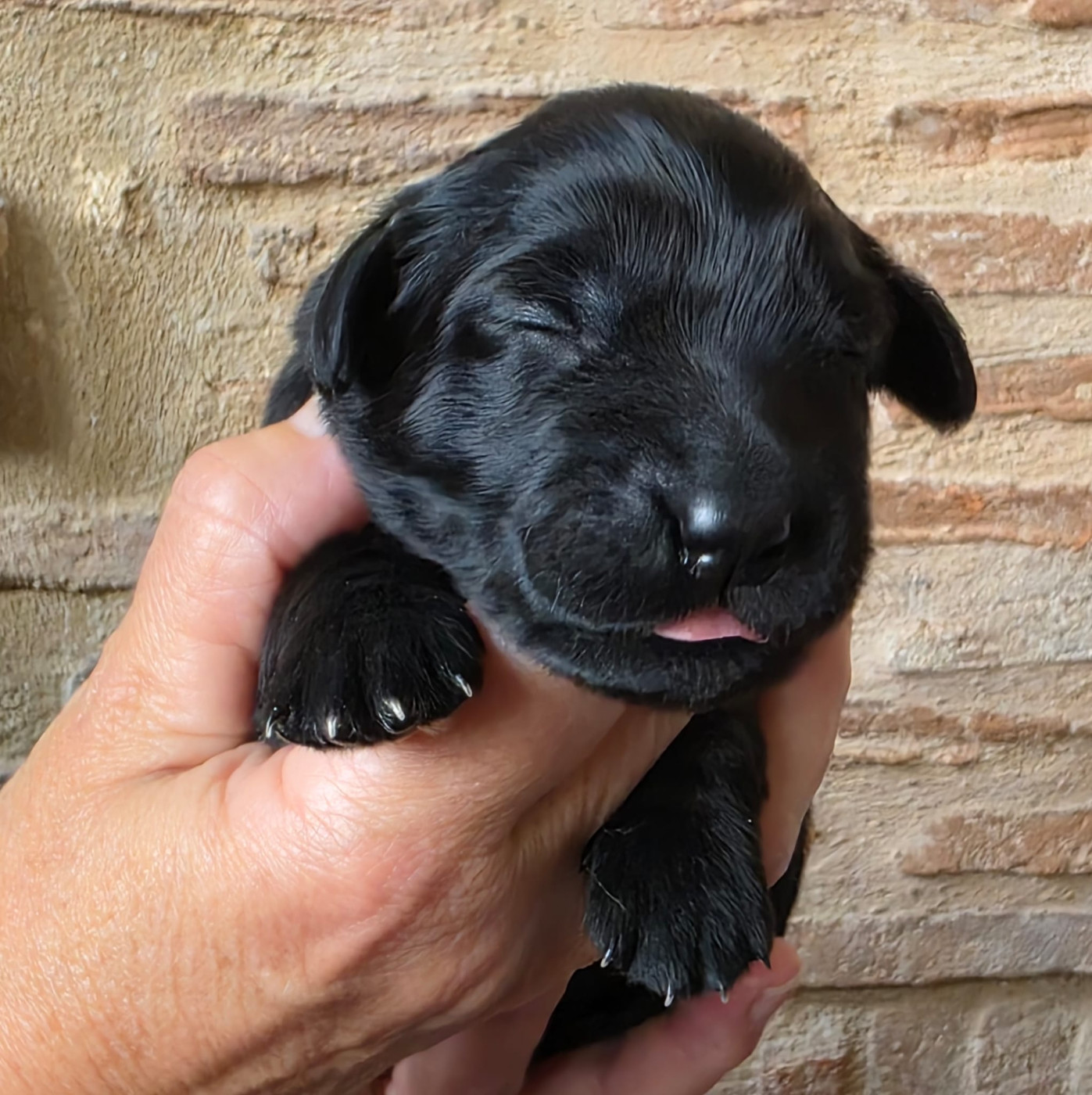 Des leus altiers - Chiots disponibles - Hovawart