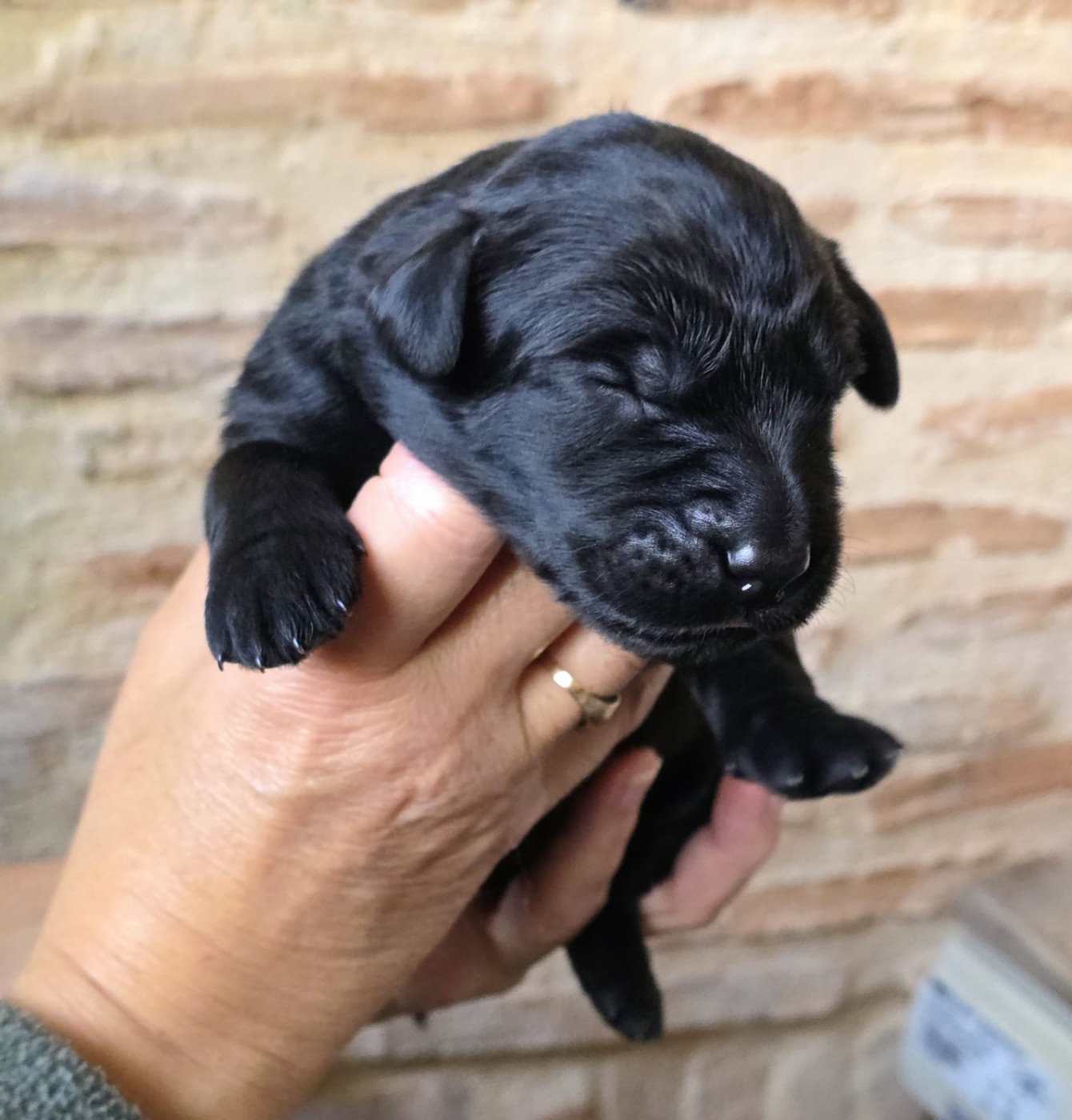 Des leus altiers - Chiots disponibles - Hovawart