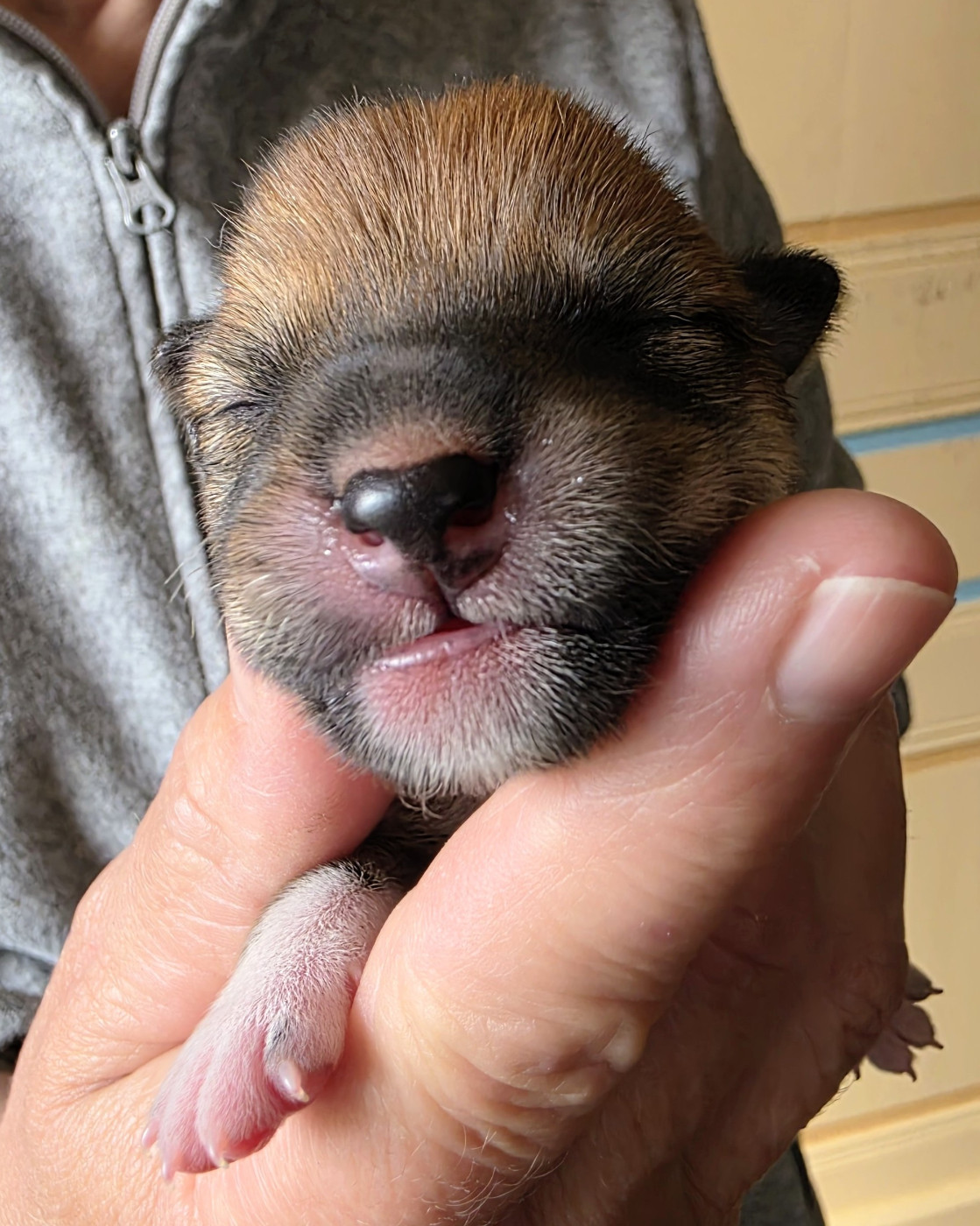 Des leus altiers - Chiots disponibles - Shiba