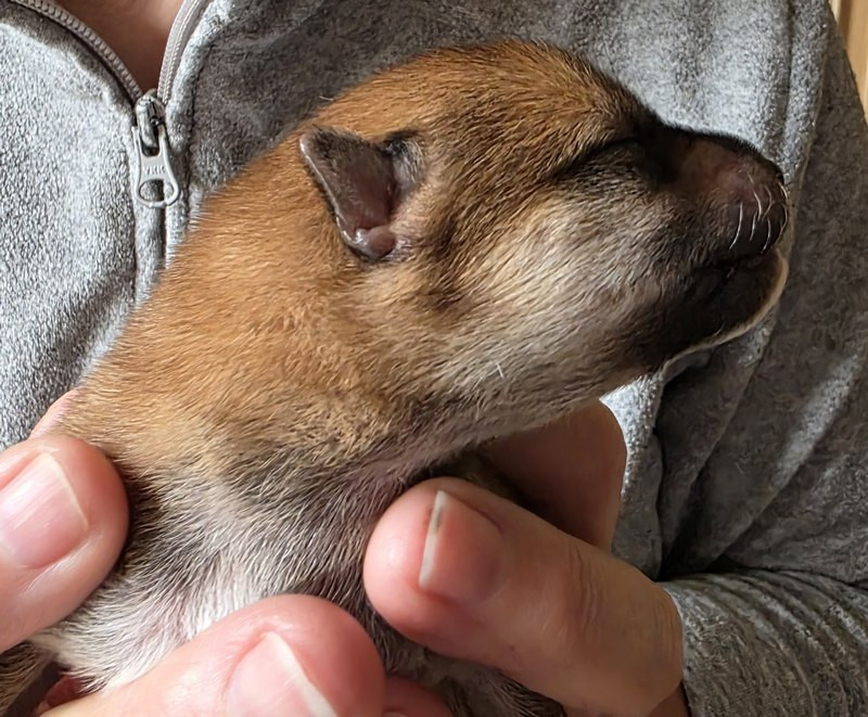 Des leus altiers - Chiots disponibles - Shiba