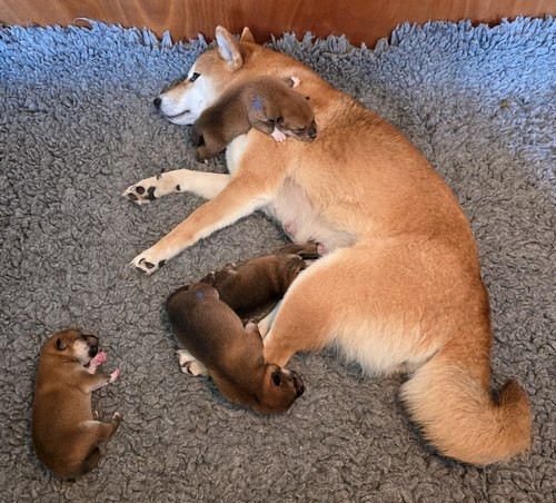 Chiot Shiba Des leus altiers