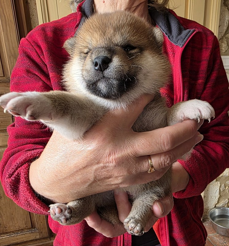 Des leus altiers - Chiots disponibles - Shiba