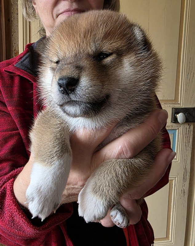 Des leus altiers - Chiots disponibles - Shiba