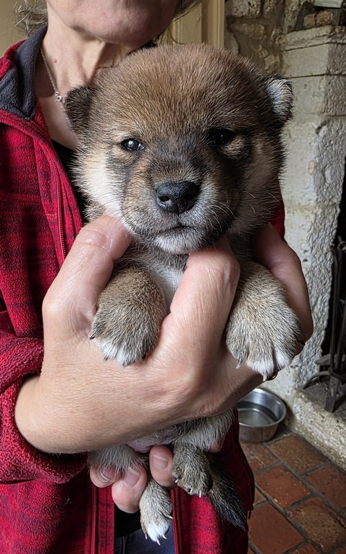Des leus altiers - Chiots disponibles - Shiba