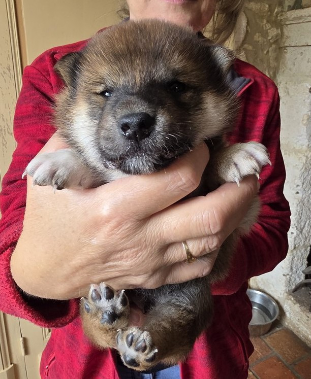 Des leus altiers - Chiots disponibles - Shiba