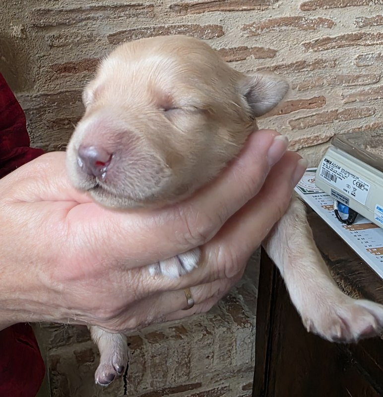 Des leus altiers - Chiots disponibles - Hovawart