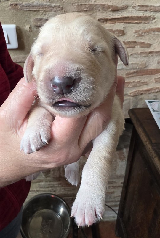 Des leus altiers - Chiots disponibles - Hovawart