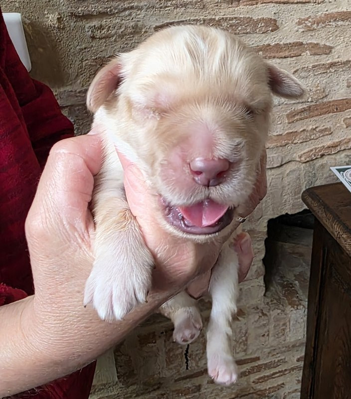 Des leus altiers - Chiots disponibles - Hovawart