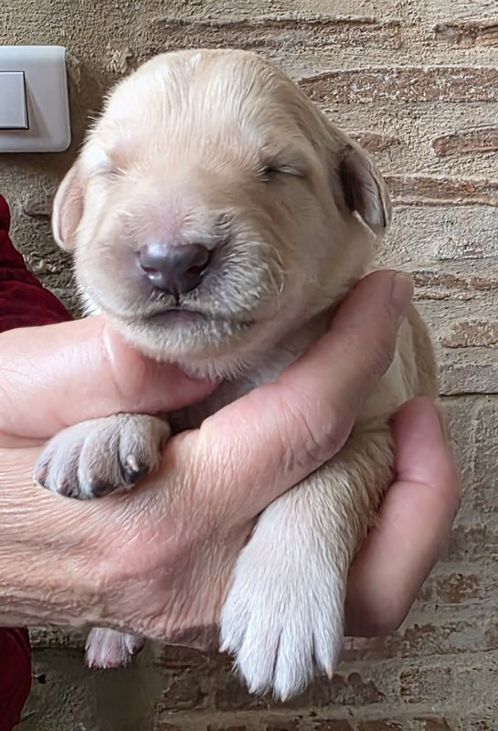 Des leus altiers - Chiots disponibles - Hovawart