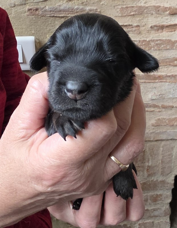 Des leus altiers - Chiots disponibles - Hovawart