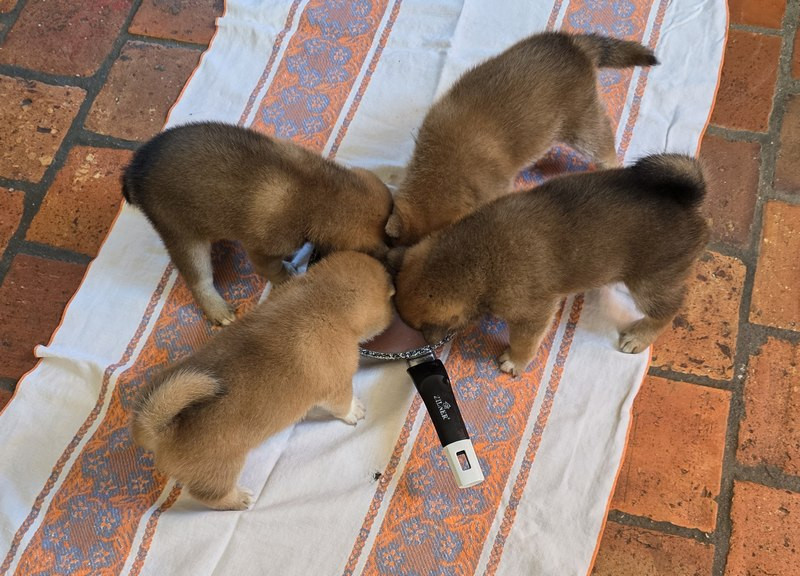 Chiot Shiba Des leus altiers