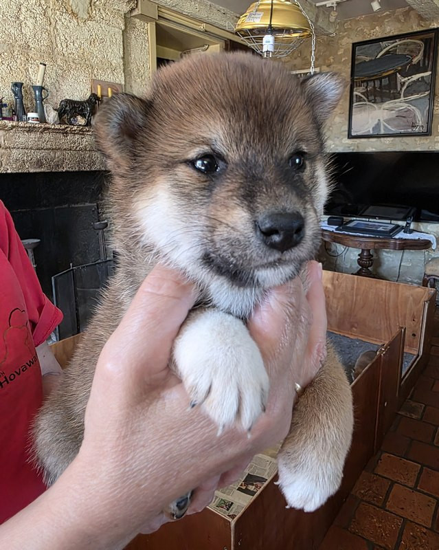 Des leus altiers - Chiots disponibles - Shiba