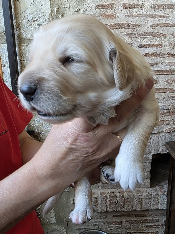 Des leus altiers - Chiots disponibles - Hovawart