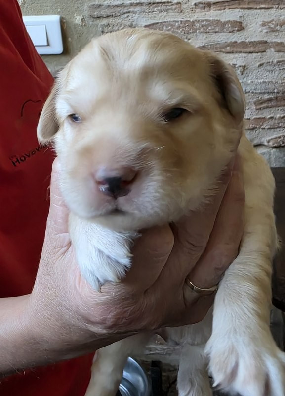 Des leus altiers - Chiots disponibles - Hovawart