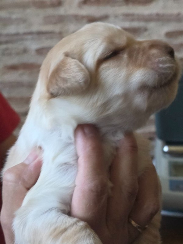 Des leus altiers - Chiots disponibles - Hovawart