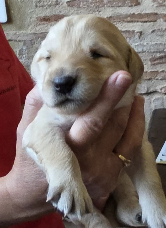 Des leus altiers - Chiots disponibles - Hovawart