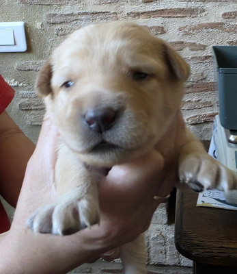 CHIOT 1 ED