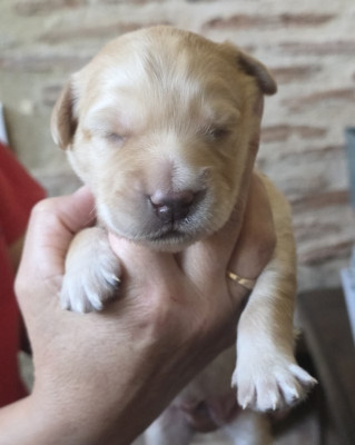 CHIOT 2 EG