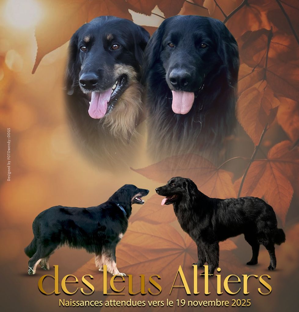 Chiot Hovawart Des leus altiers